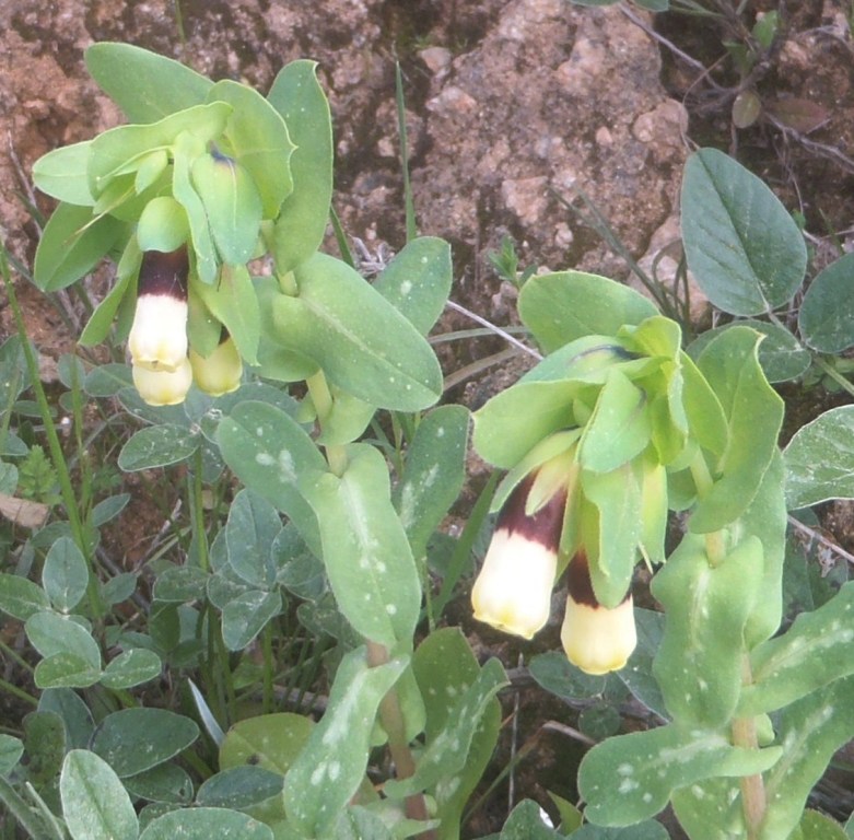 Cerinthe major